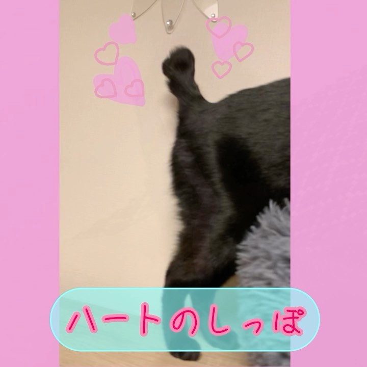 Instagramを更新したにゃ♪